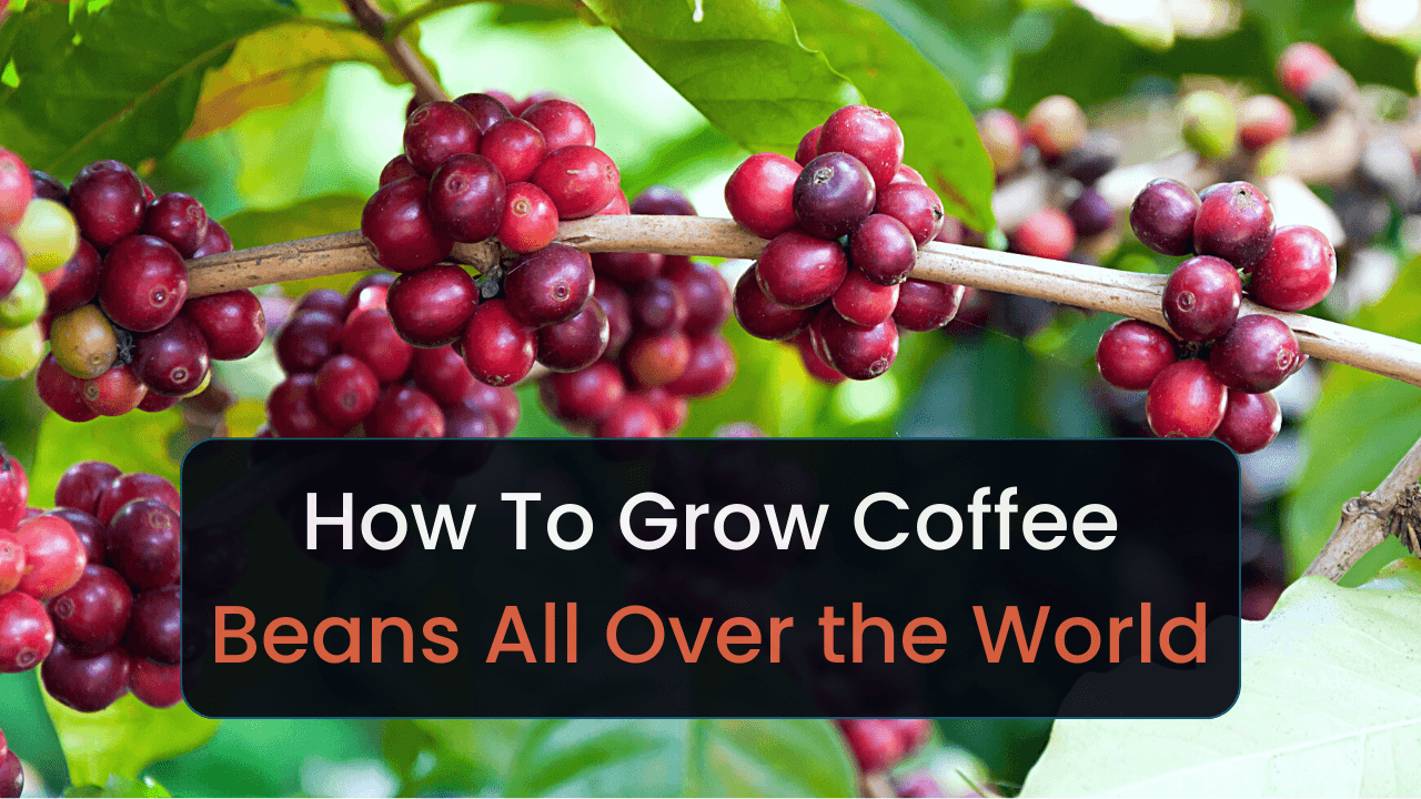 How To Grow Coffee Beans All Over the World